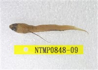 藏品(小骨鰧)的圖片